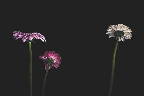 Drie bloemen