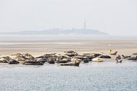 Texeler Seehunde mit dem Leuchtturm im Hintergrund