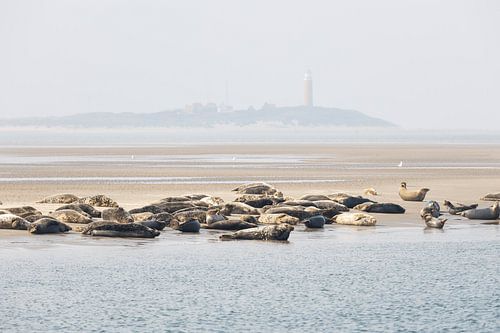 Texelse zeehonden met de vuurtoren op de achtergrond
