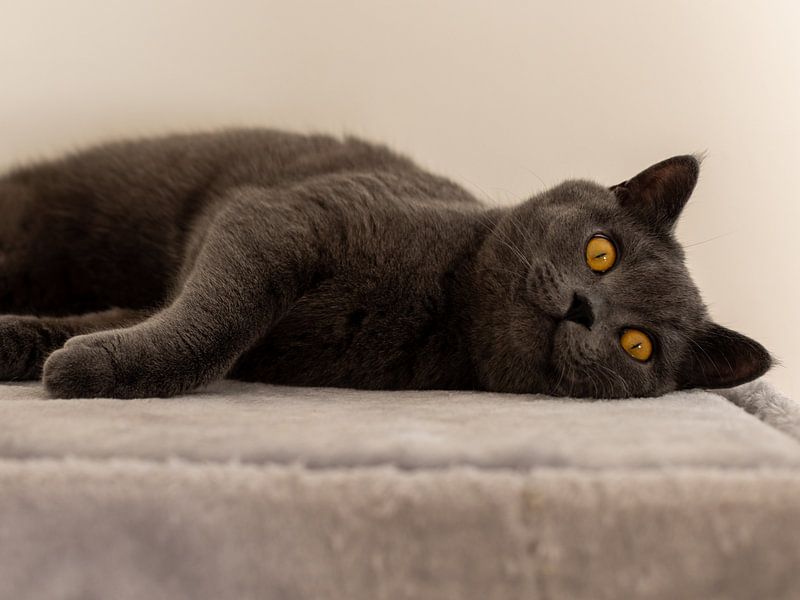 British shorthair tomcat makes himself comfortable by Teresa Bauer