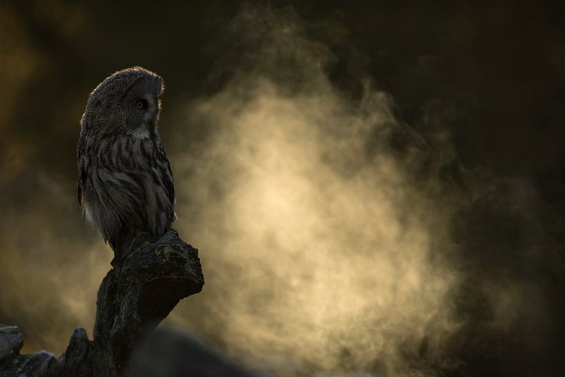 Chouette barbu (nébuleuse de Strix) assise dans la lumière du petit matin sur un rocher exposé, brou par wunderbare Erde