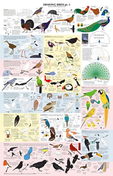 Drawing Birds Catalogue 3 by Steven Kingsbury