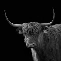 Schottischer Highlander