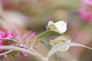 White butterfly sur Mark Zanderink