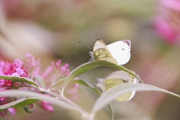 White butterfly van Mark Zanderink