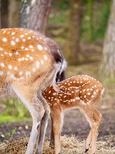 Momie de cerf et bébé cerf