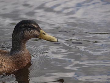 Tête de canard sur Rinke Velds