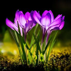Krokus Blumen im Garten von ManfredFotos