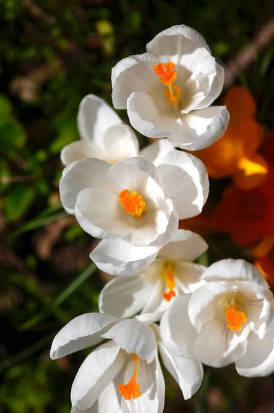 Crocus by Thomas Jäger