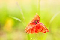 Papaver