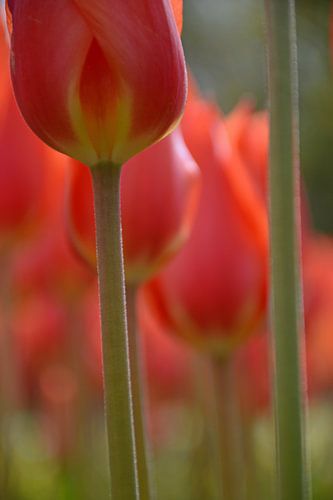 tulp