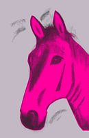 Helios C - Upper Bavarian Champion advanced level dressage