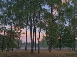 Lever du soleil à Dwingelderveld (Pays-Bas)