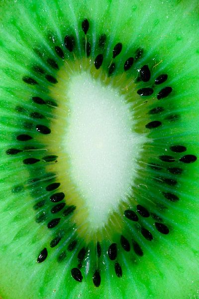 The Life Force of a Kiwi by Jos Elve