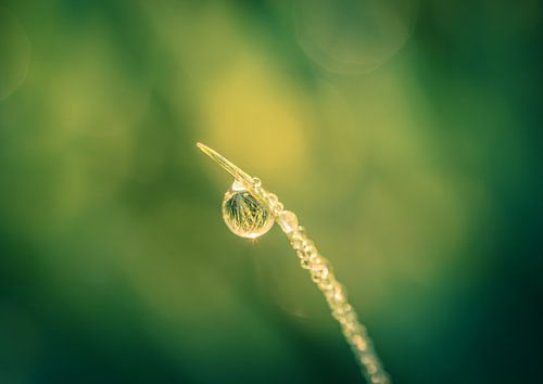 Leven in een waterdruppel