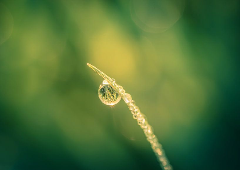 Life in drop of water by Tomasz Baranowski