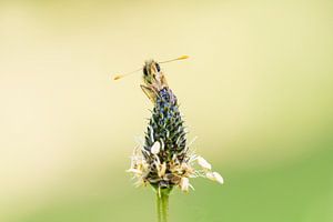 Papillon sur Francis Dost