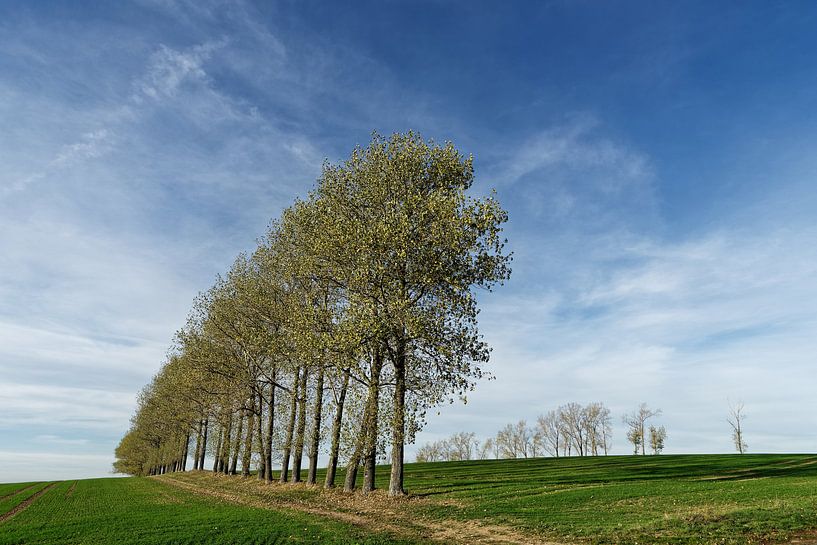 Baumreihe auf abgeerntetem Feld von Ralf Lehmann