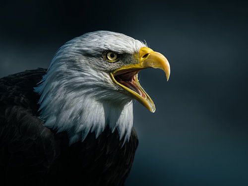 De roep van de arend