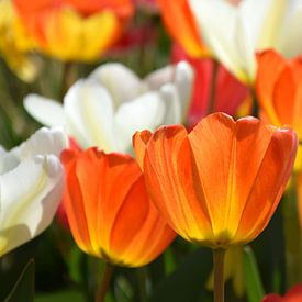 Tulpen-Frühling von Markus Jerko
