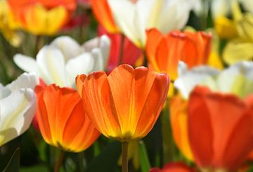 Tulpen-Frühling