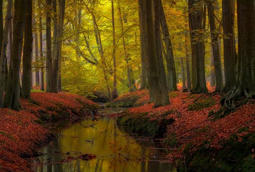 Herfst in het peerdbos vlabij Antwerpen.