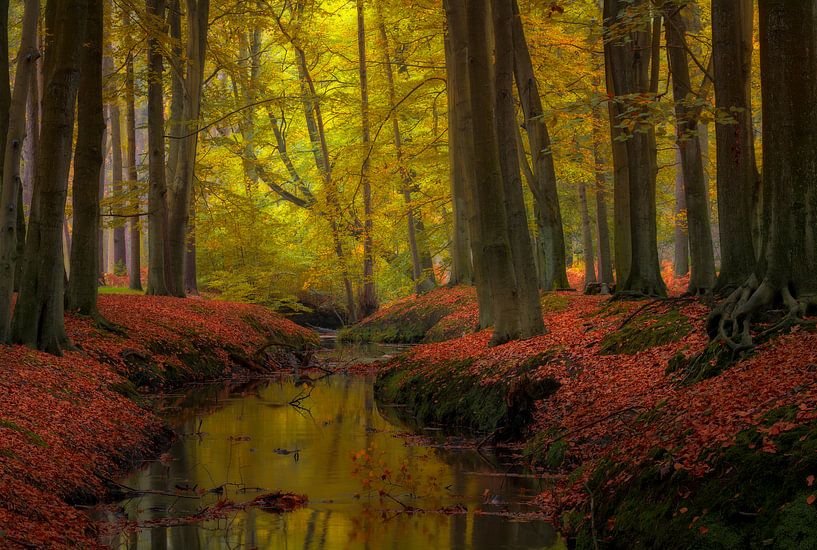 Herfst in het peerdbos vlabij Antwerpen. van Jos Pannekoek