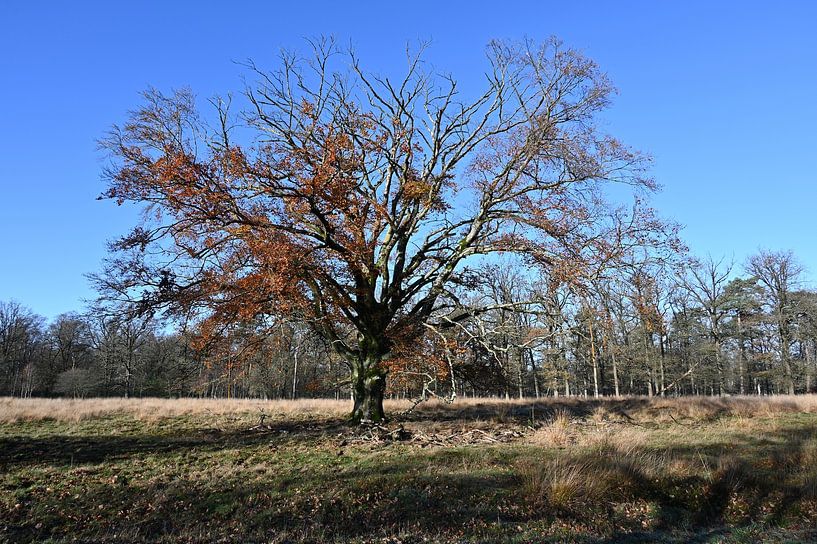 Immer noch stark von Albert Rap