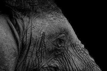 Getekend door het Leven: Indrukwekkend Portret van een Olifant van Erwin Floor