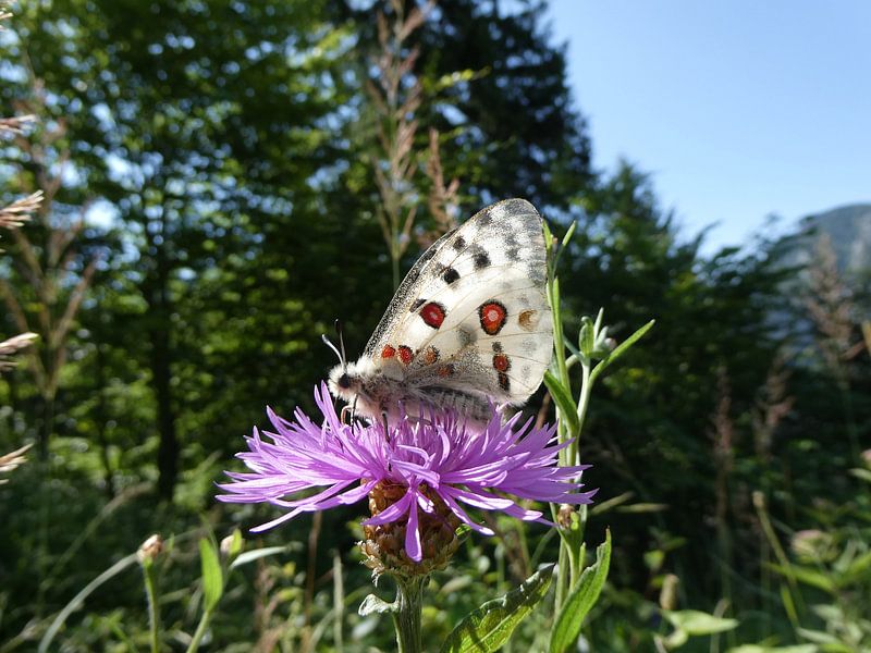 Schitterende apollovlinder in de Alpen / Schitterende apollovlinder in de Alpen van Mark-Joachim Strehl: Wundervolle Welt der Schmetterlinge / Wonderful world of butterflies