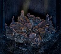 Wrens, Troglodytes troglodytes,