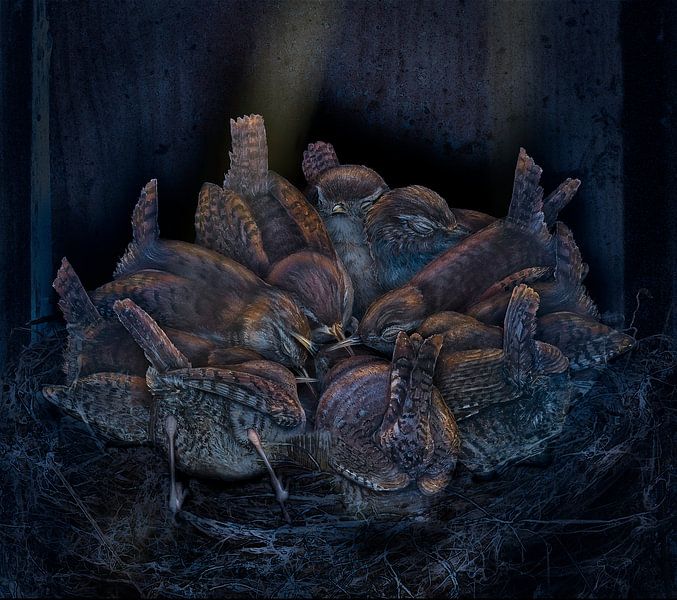 Wrens, Troglodytes troglodytes, by Urft Valley Art