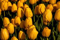 Yellow tulip