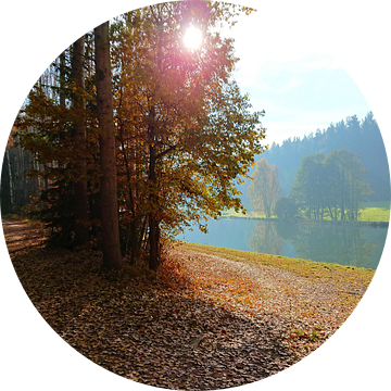 Zonnige herfstdag in het bos