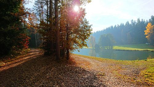 Zonnige herfstdag in het bos