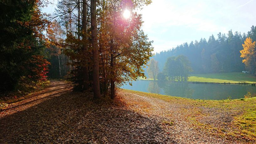 Sunny autumn day in the forest by Naturfotografie Harald Reinl