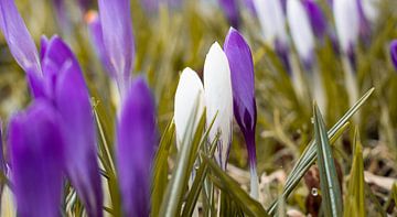 Bloemen | Close-up witte en paarse krokussen van Femke Steigstra
