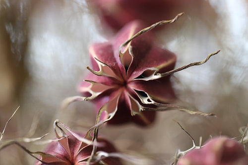 Nigella
