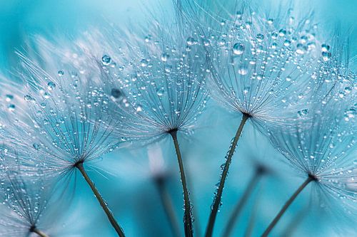 Paardenbloempluis met waterdruppels