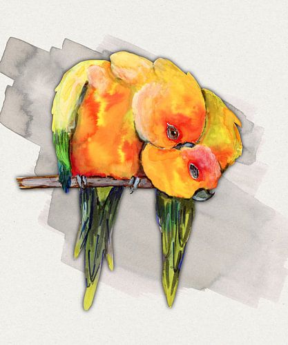 Twee kroelende zonparkieten