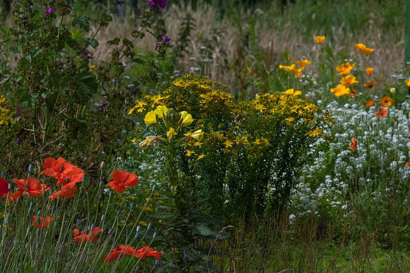 Champ de fleurs sauvages avec des fleurs jaunes, blanches et rouges par Jolanda de Jong-Jansen