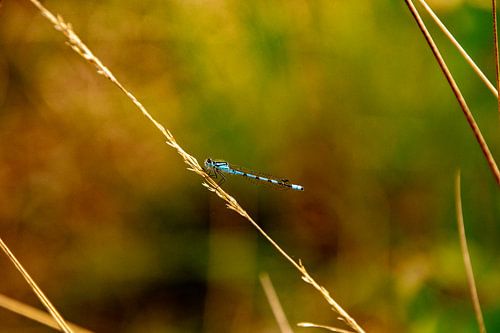 Damselfly on dry land