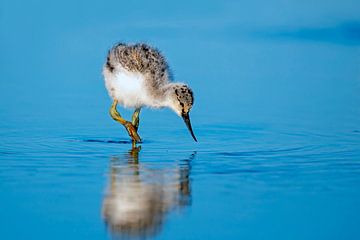 Bébé avocette à la recherche de nourriture au printemps aux Pays-Bas sur Eye on You