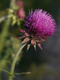 The beauty of a purple-flowering thistle in the evening light by Tobias Reißing