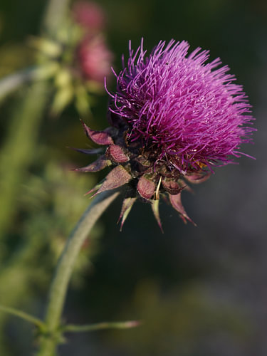 The beauty of a purple-flowering thistle in the evening light