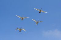 Swans in formation in the North of Holland