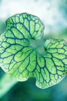 Het groene hart