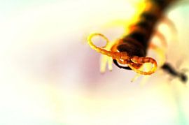 Duizendpoot by Elly Michiels-Fleuren