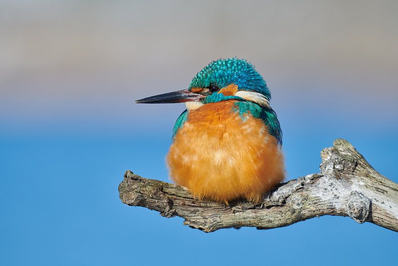 Kingfisher - enjoying the winter sun by IJsvogels.nl - Corné van Oosterhout