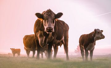 Koeien in de mist. van Hans Buls Photography